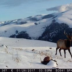 Hunt / Fish / Watersports Browning Trail Camera - Strike Force Apex - BTC-5HD-APX