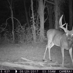 Hunt / Fish / Watersports Browning Trail Camera - Strike Force Apex - BTC-5HD-APX